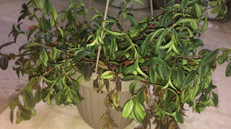 Common Problems With Goldfish Plants