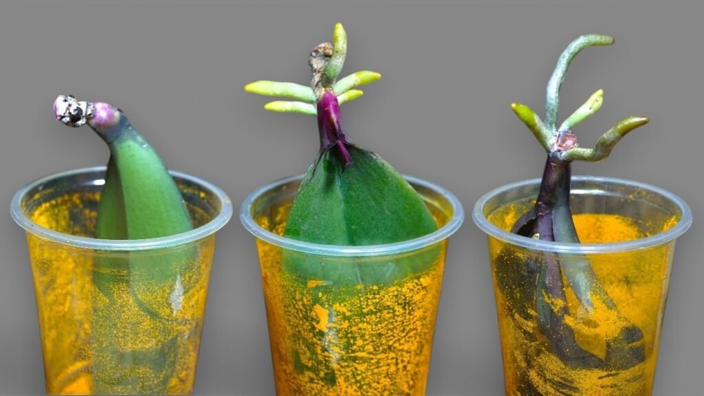 Orchid Plant Rebloom