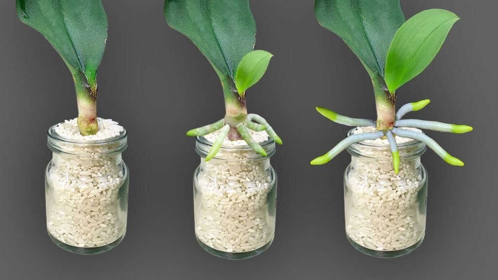 How to Make an Orchid Plant Rebloom