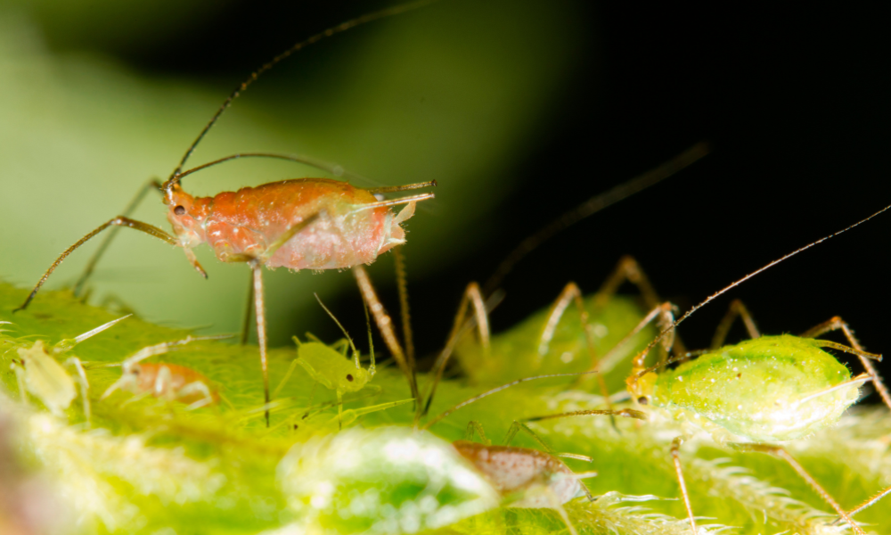 Understanding Aphids