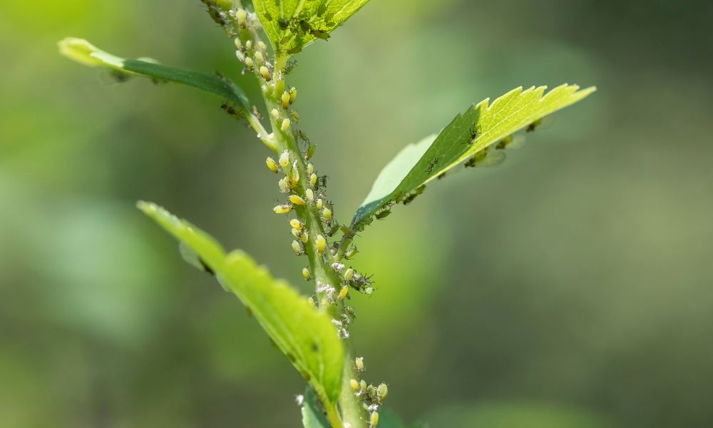 How to Get Rid of Aphids