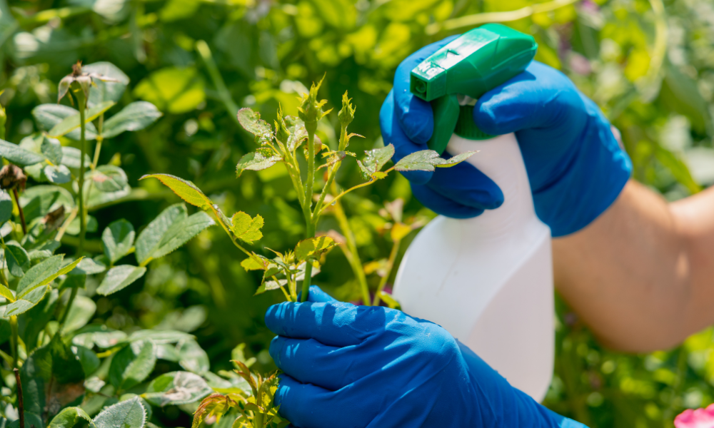 Organic Ways to Prevent Aphids