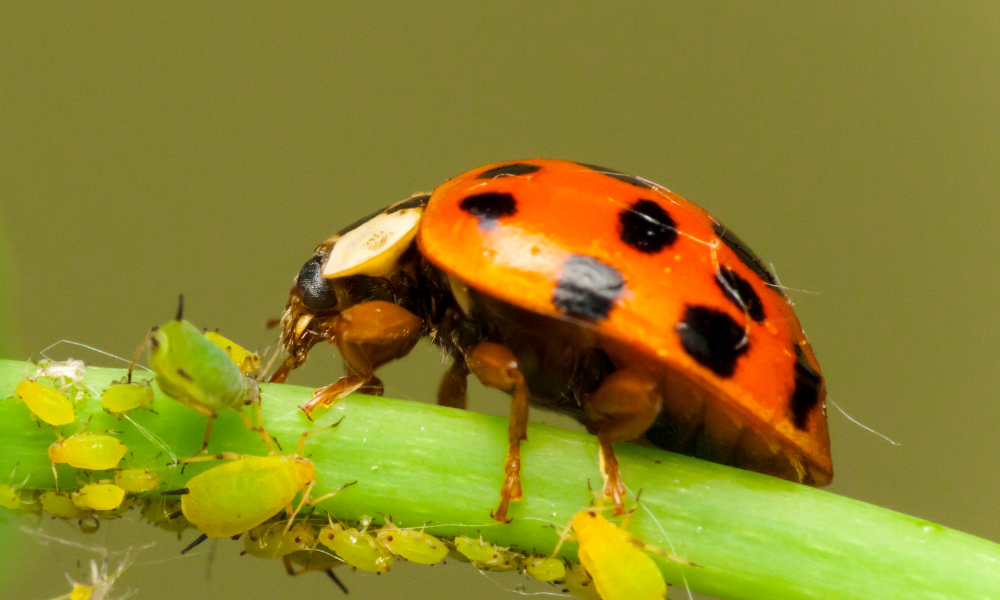 Using Beneficial Insects to Get Rid of Aphids