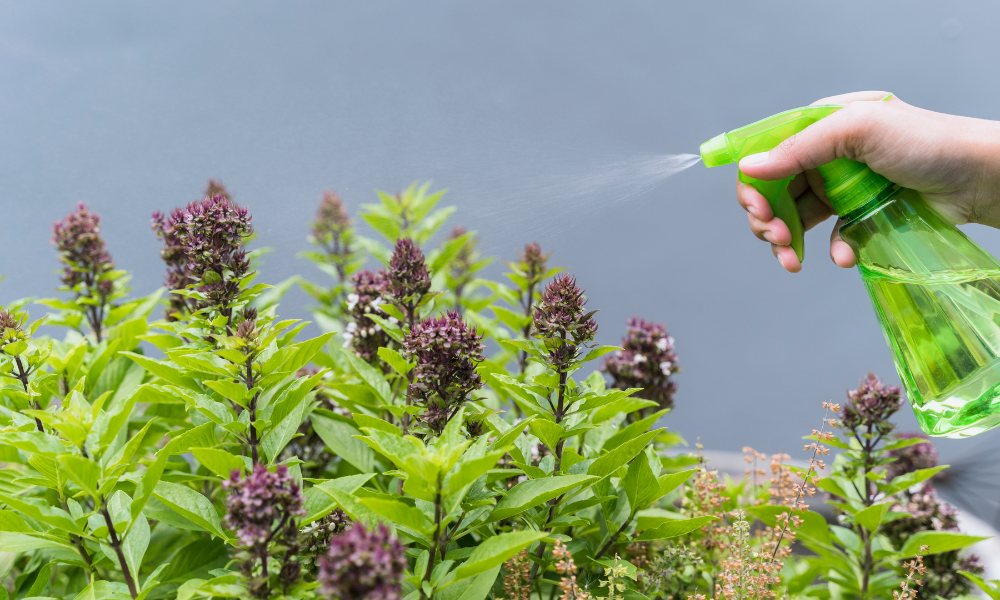 Homemade Aphid Sprays