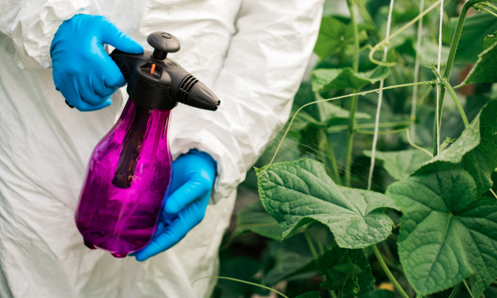 Chemical Methods to Get Rid of Aphids