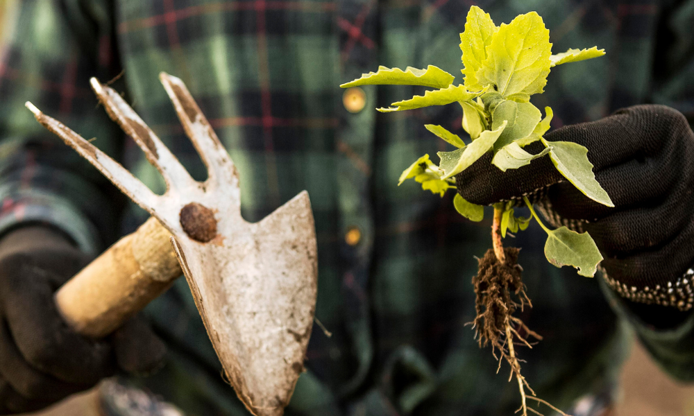Companion Planting to Repel Aphids