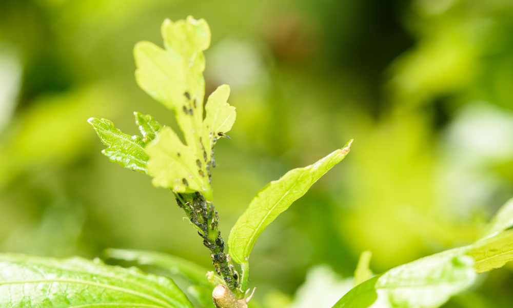 What Causes Aphids