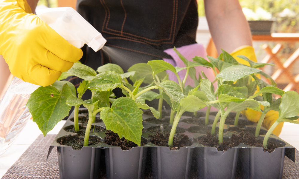 Preventing Aphids Infestations